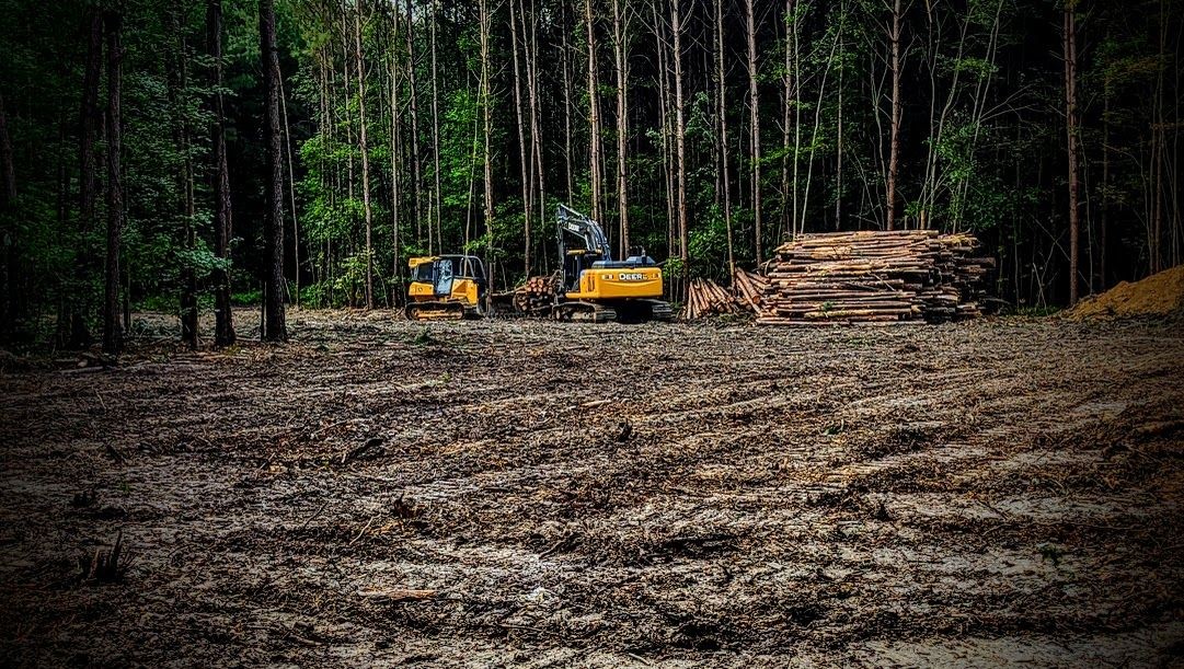 Logging site in a forest with two yellow excavators and a large stack of cut logs.