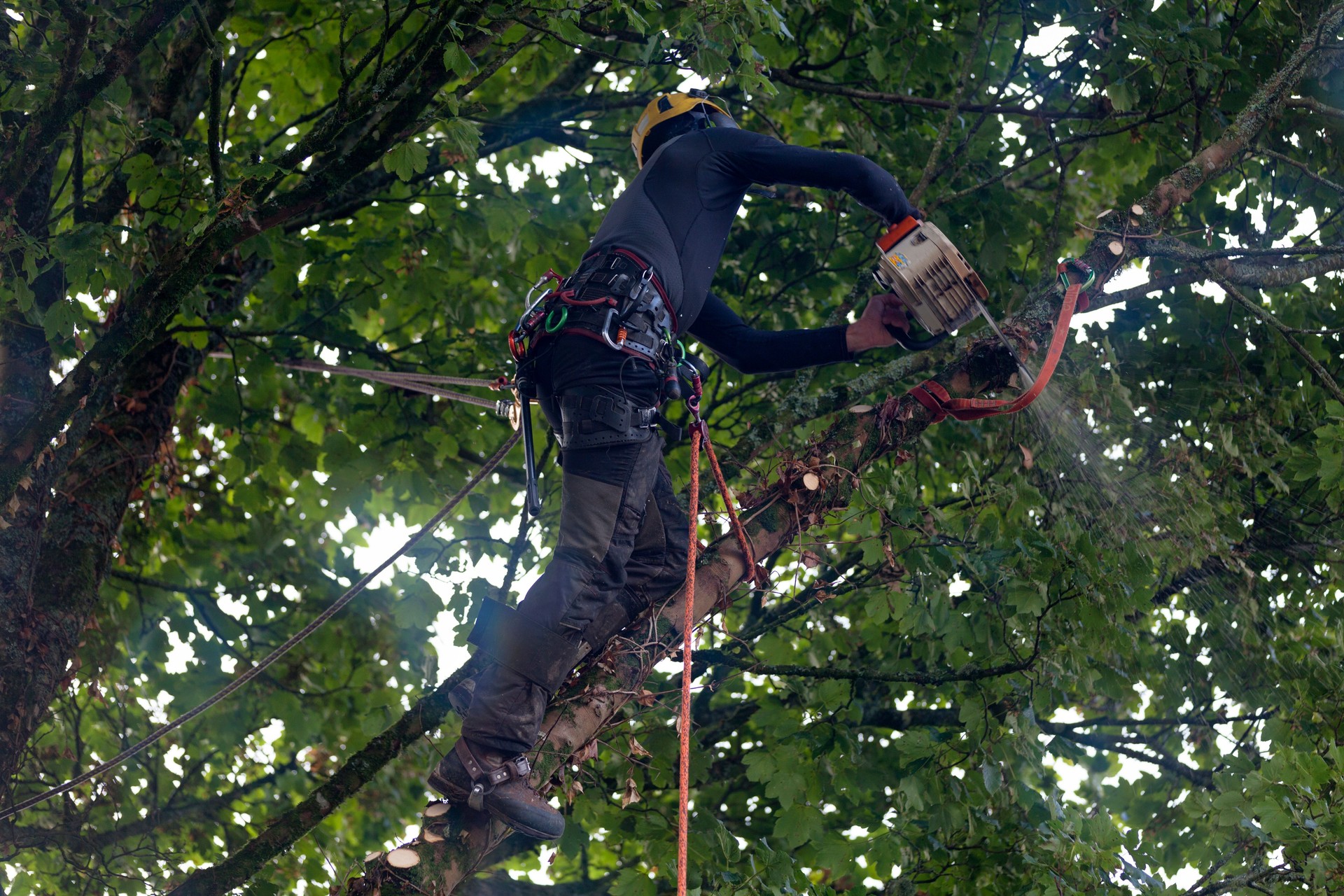 Tree surgeon chopping a tree